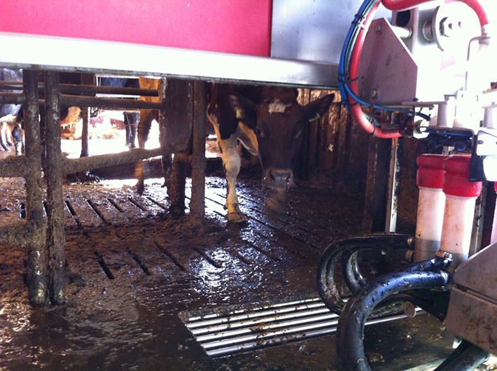 Cow goes in the robot for milking