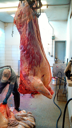 This is the cleaned carcass which is known as ‘naked’ because the hide and organs are no longer attached.