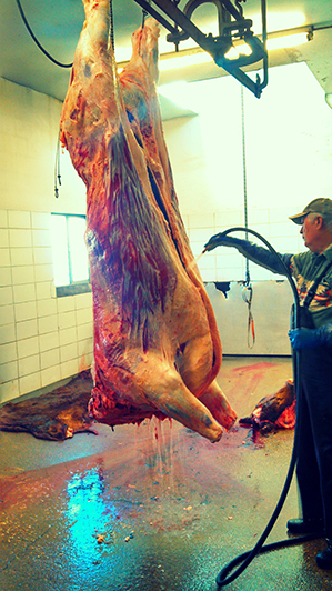 After the carcass is cleaned, excess blood and potential contents from the intestines are washed off.