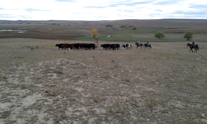 Leading the cattle to a new pasture.