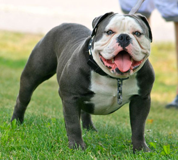 The father of Loebas is Phoenix Blue Strike. 
When breeding an Old English Bulldog we select on healthy dogs, which show no physical defects and are not aggressive. The Old English Bulldog is a dog, which is a great family dog.