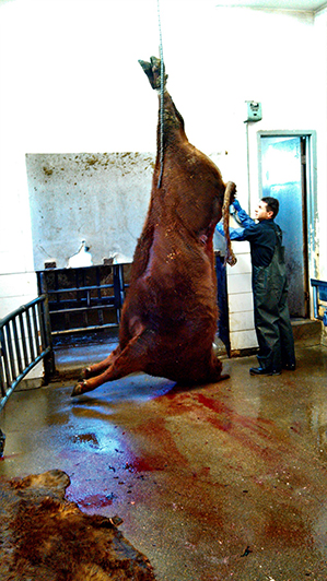 Here you can see the steer being hung to be bled out