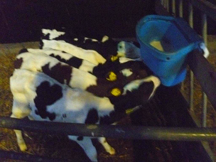 Calves drinking the milk
