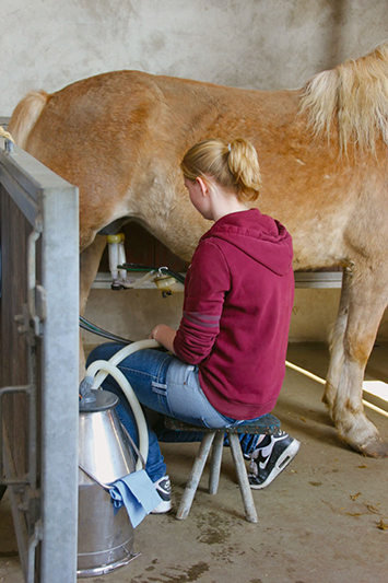 The milk is being used for medical purposes, since horse milk has special characteristics.