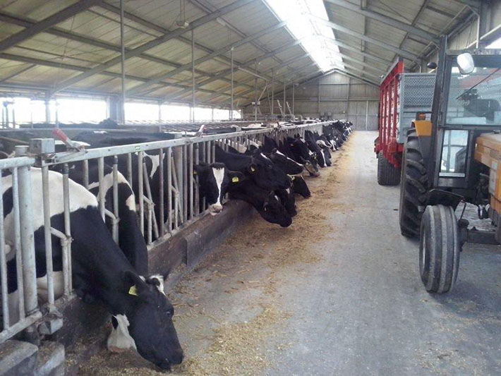 After being milked they get feed some corn silage, which combines great with protein rich grass.