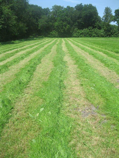 After mowing furrows of fresh grass