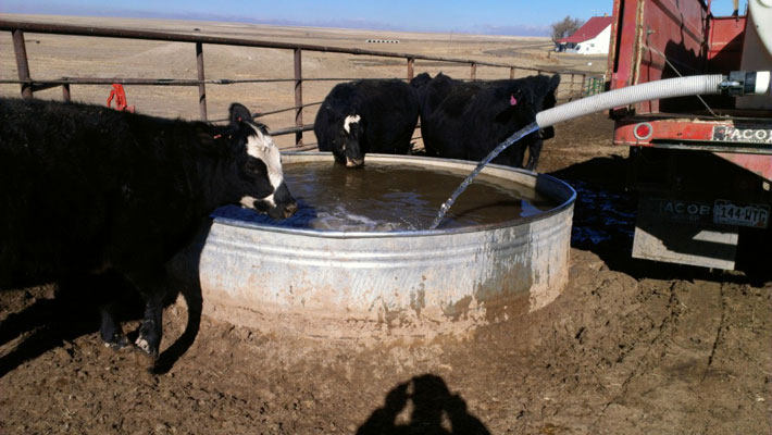 We have to haul water to our cows.