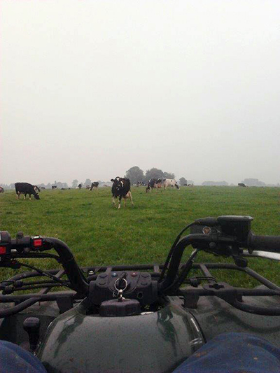 Getting cows from the pasture. Our quad makes this job much easier. As soon as the cows hear the noise of this quad they already move to the fence.
